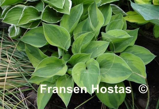 Hosta Radiant Edger